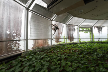 Green Hill’s Hotel